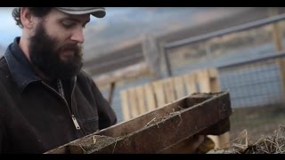 Building A Goose Shelter [upl. by Urbano]