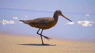 HDObservations  Hudsonian Godwit 4K UHD [upl. by Hcib679]