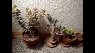 8 Crassula Ovata Jade Plant Varieties [upl. by Hinda]