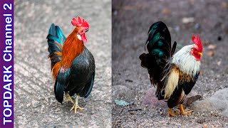 9 Razas de Gallos Pequeños [upl. by Ellenehs]