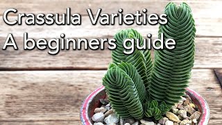 Crassula Varieties  A beginners guide [upl. by Metah]