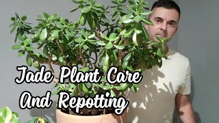 Jade Plant Care  Repotting My Huge Jade [upl. by Cole]