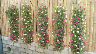 Beautiful DIY vertical hanging garden growing Portulaca Mossrose for small spaces [upl. by Elumas]