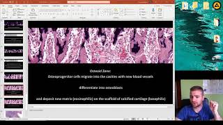 Histology of the Ossification part 2 [upl. by Etnahsa]