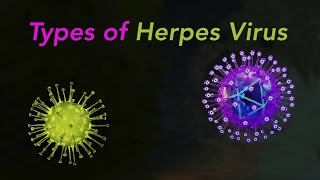 Types of Herpes [upl. by Suzy]