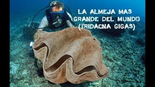 LA ALMEJA GIGANTE LA MAS GRANDE DEL MUNDO TRIDACNA GIGAS [upl. by Yarised]