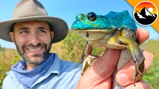 BLUE FROG CAUGHT  Genetic Mutant [upl. by Medeah]