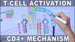 T Cell Activation  Mechanism [upl. by Daggna]