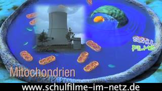 Die Zelle  Schulfilm Biologie [upl. by Gar]