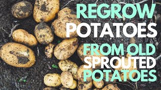 How to Regrow Potatoes from Old Sprouted Potato Scraps [upl. by Nigle]