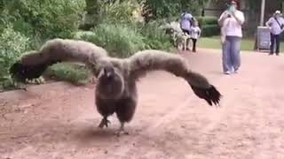 Andean Condor Vulture [upl. by Dottie]