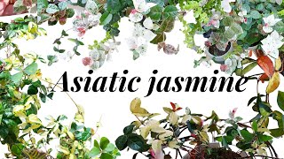 Asiatic Jasmine update Propagation and Care tips HD1080p [upl. by Micaela]