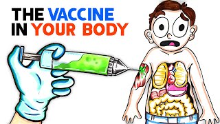 What The COVID Vaccine Does To Your Body [upl. by Savick242]