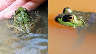 Green Frog vs Bullfrog  CREATURE FEATURE 6 [upl. by Iggy]