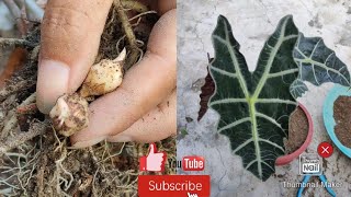 How To Propagate Alocasia From Its Bulb  Multiple Garden [upl. by Eladnor]