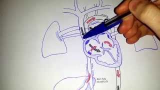 Fetal Circulation  Embryology [upl. by Corydon237]