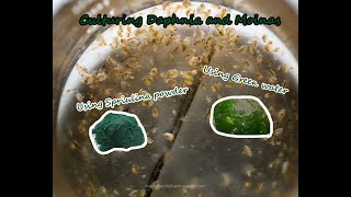 How To Culture Daphnia and Moinas using Green Water Spirulina powder [upl. by Eirruc]