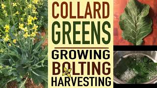 COLLARD GREENS  Growing bolting and harvesting  Thyme2Grow [upl. by Drauode]