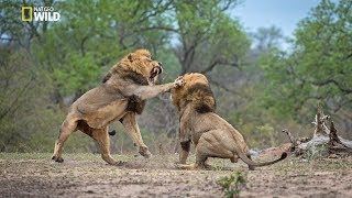 African Lions  National Geographic Documentary [upl. by Ylaek448]