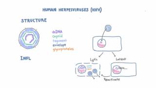 Introduction to Human Herpesviruses HHV [upl. by Aihsenal]