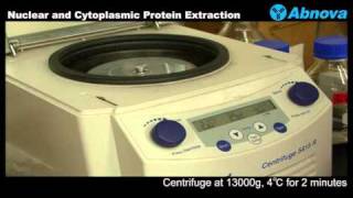 Nuclear and Cytoplasmic Protein Extraction [upl. by Di]