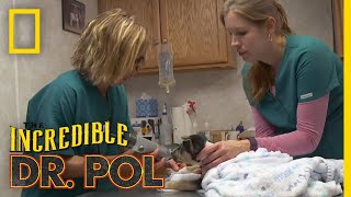 Whats Moo with Ewe Full Episode  The Incredible Dr Pol [upl. by Ettesel]