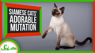 The Delightful Mutation Behind Siamese Cats [upl. by Talmud403]