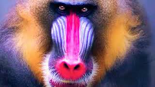 Mandrill sound 🐵🔊 [upl. by Darryl]