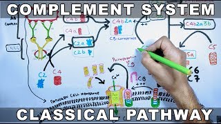 Complement System  Classical Pathway [upl. by Briscoe]