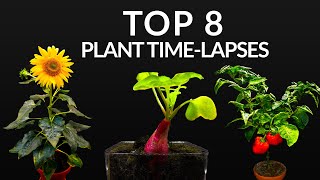 384 Days in 8 Minutes  TOP 8 Plant Growing Timelapses [upl. by Yelekreb533]