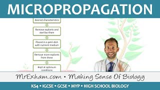 Cloning Plants  Micropropagation tissue culture  GCSE Biology 91 [upl. by Ahsikad212]