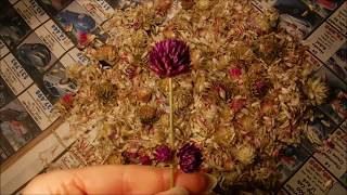 How To Collect Gomphrena Seeds [upl. by Starlene]