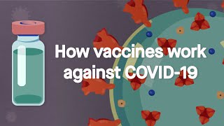 How vaccines work against COVID19 Science Simplified [upl. by Pieter83]