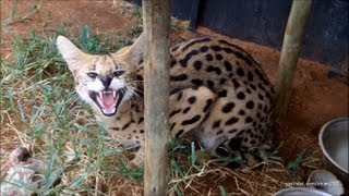 A day with the Servals and Caracals [upl. by Aisenat]