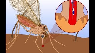 Leishmaniasis life cycle [upl. by Tamas]