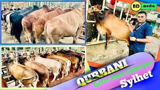 Qurbani Gorur Haat Gohorpur  Balaganj Sylhet কোরবানি গরুর হাট গহরপুর  বালাগঞ্জ সিলেট [upl. by Koby]