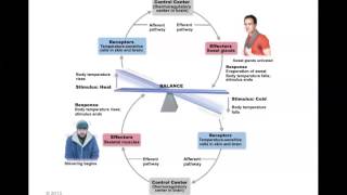 Human Anatomy and Physiology Homeostasis [upl. by Essilevi]