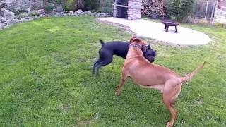 cane corso vs tosa inu dog fight [upl. by Forrest773]