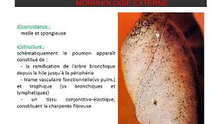 ANATOMIE DU THORAX Poumon et Plèvre [upl. by Backler]