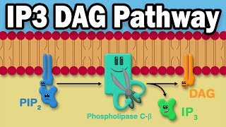 IP3 DAG Calcium Pathway [upl. by Holden]