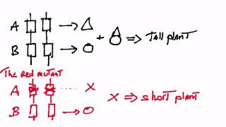 The complementation test [upl. by Eicats199]