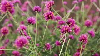 Truffula Pink Gomphrena [upl. by Aysan741]