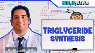 Metabolism  Triglyceride Synthesis [upl. by Bach]