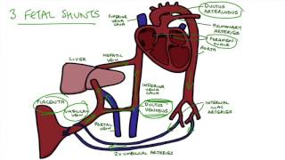 Understanding Fetal Circulation [upl. by Newhall]