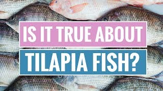 Tilapia Fish Benefits and Dangers [upl. by Marentic]