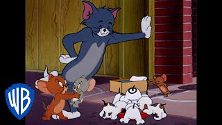 Tom amp Jerry in italiano  Classico Dei Cartoni Animati 118  WB Kids [upl. by Hamlin]