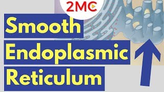 Smooth Endoplasmic Reticulum Function and Structure  Cell Biology Simplified [upl. by Eckblad]