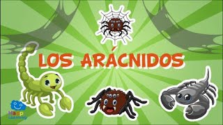 LOS ARÁCNIDOS Animales invertebrados  Vídeos educativos para niños [upl. by Adyela368]