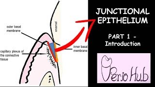 JUNCTIONAL EPITHELIUM  THE INTRODUCTION [upl. by Gorman]