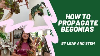 How to propagate Begonias by leaf and stem [upl. by Etnaik]